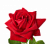 Саженцы роз